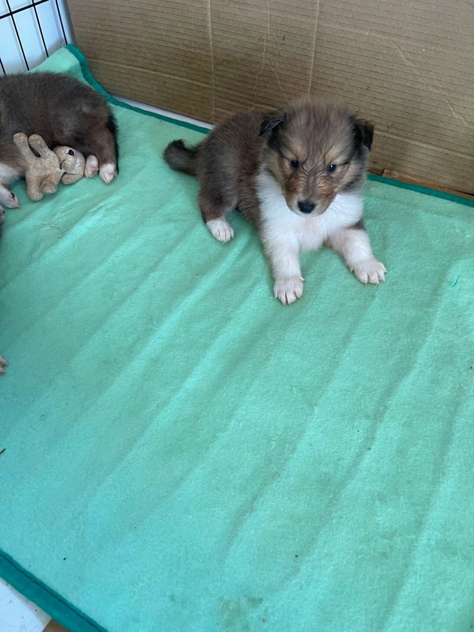 苏格兰牧羊犬宝宝 4只弟弟4只妹妹,后两张是爸妈照片.