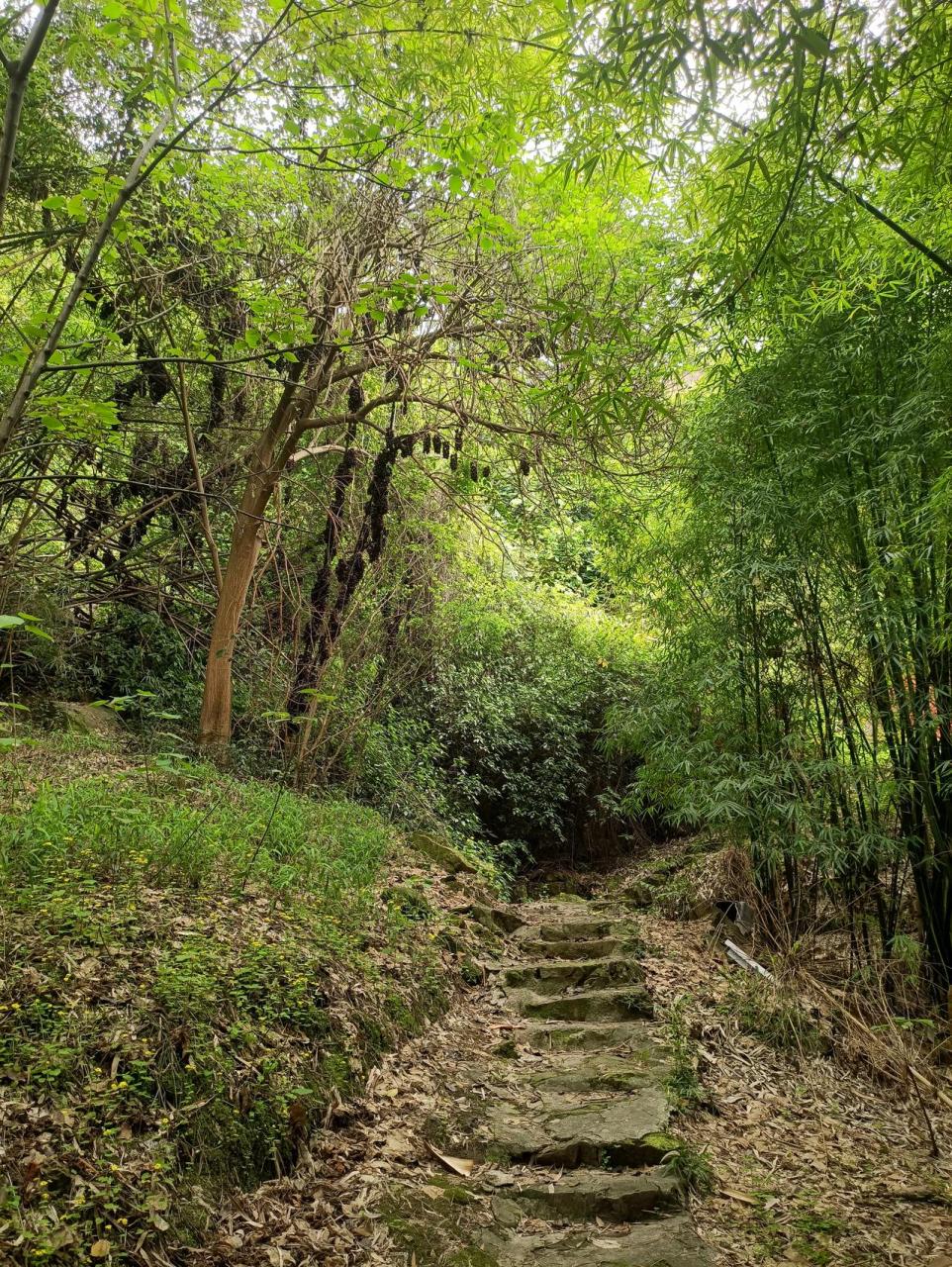 周末爬山,重庆南山.