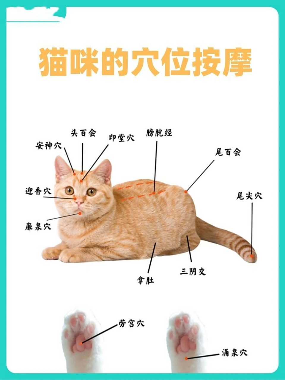 铲屎官必学|一看就会的猫咪穴位按摩 学会这个!