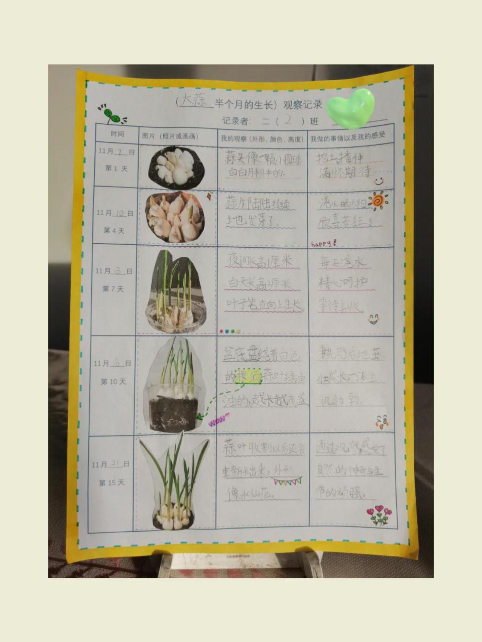 水培大蒜记录表图片