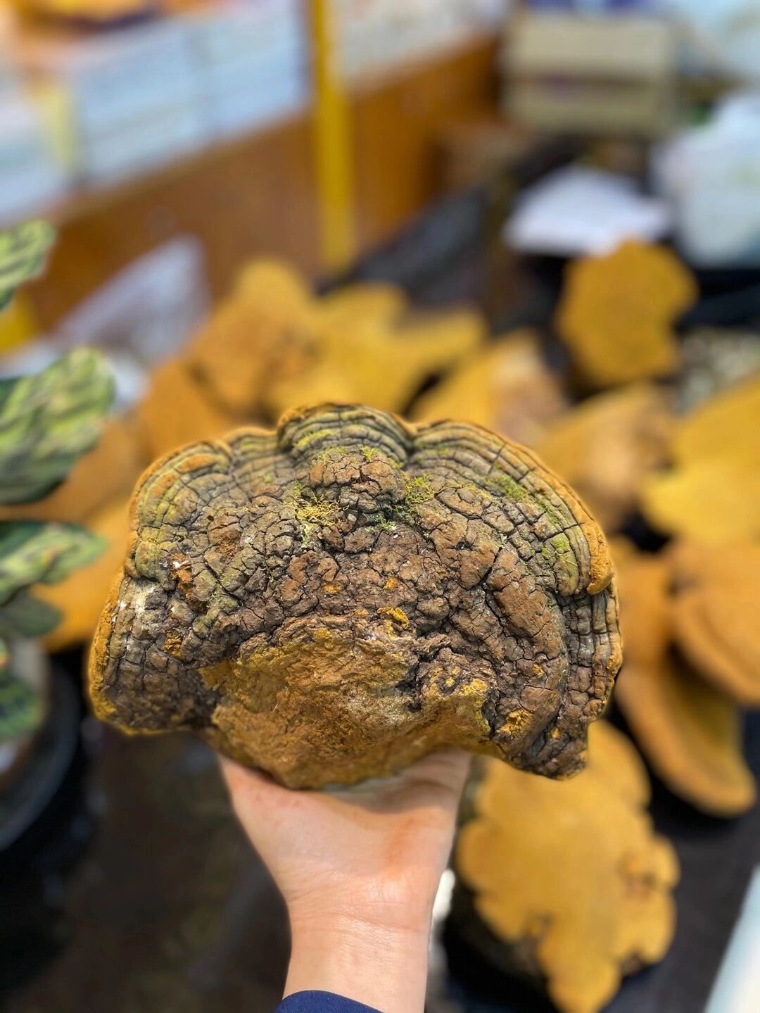 桑黄真的可以抗癌吗?