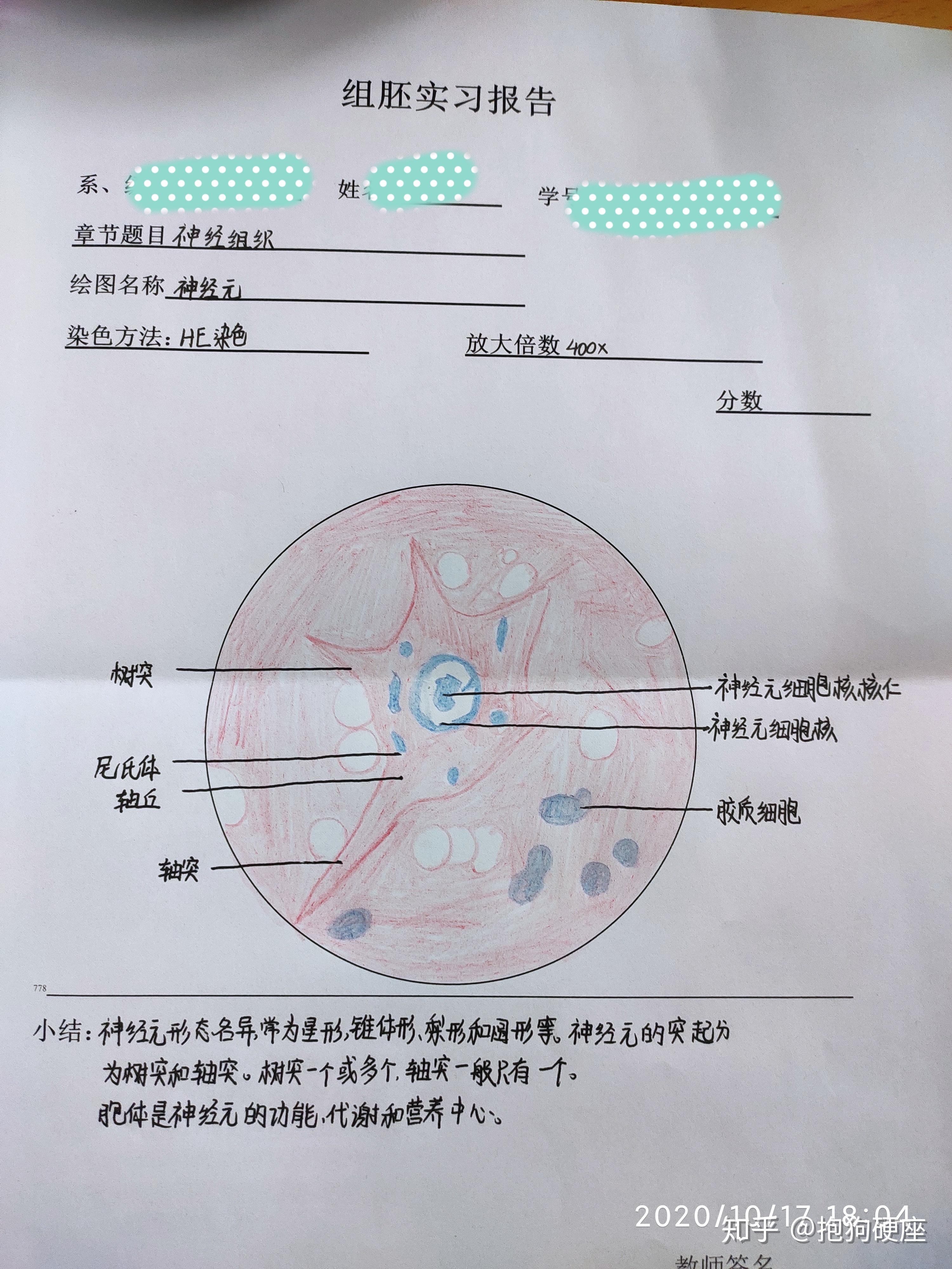 黑藻叶细胞铅笔手绘图图片