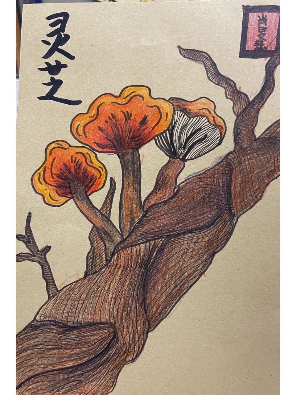 【5】线描彩铅画|灵芝96 78今天我们的主题是【灵芝】 911,知识