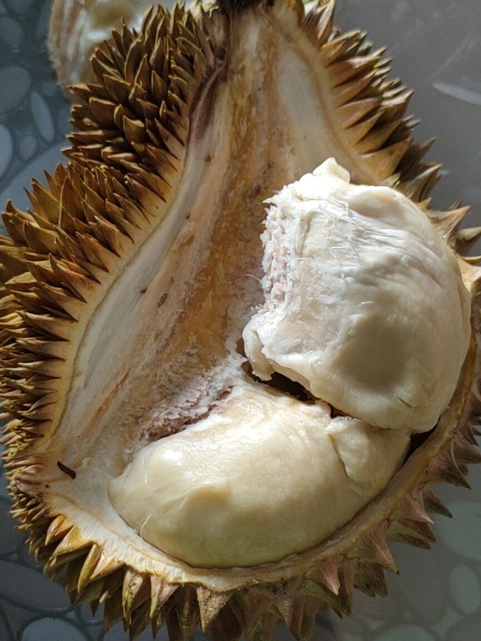 这榴莲是坏掉了吗?根部里面烂了,肉质吃起来有点久臭的感觉.