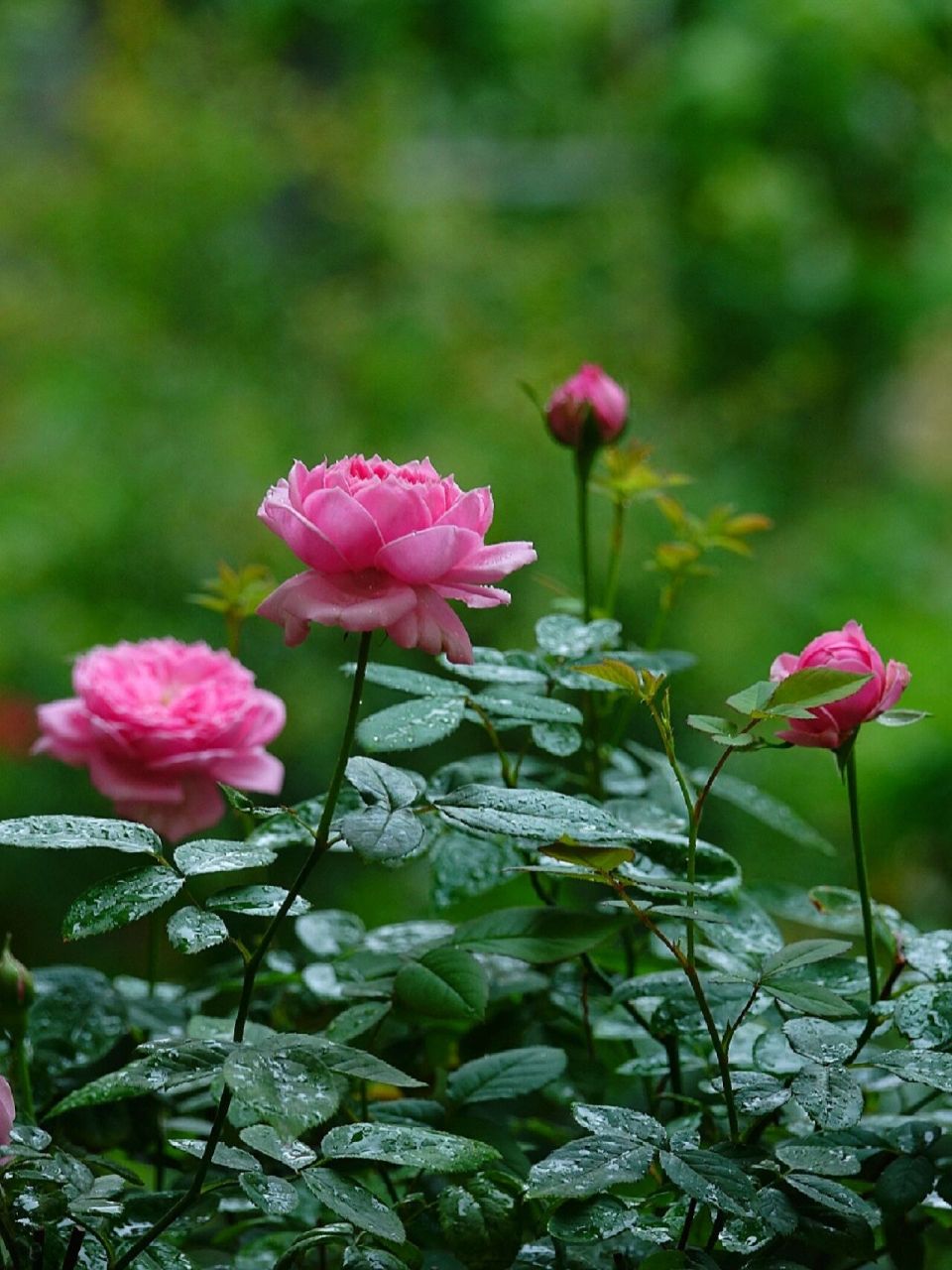 下雨天花的图片大全图片