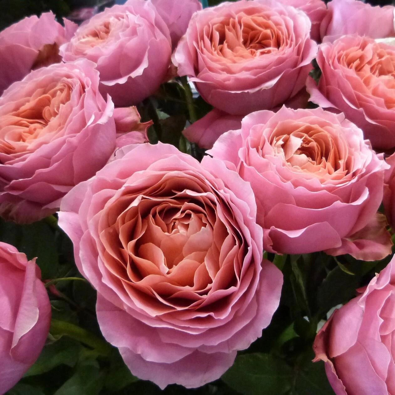 粉色月季2661566615:浪漫古董 浪漫古董 romantic antike