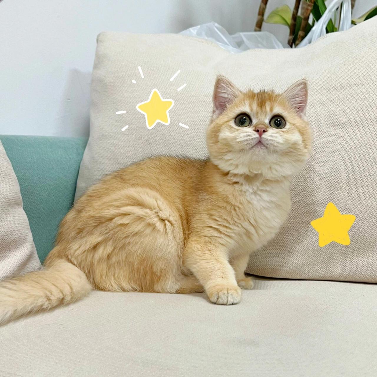 🌟| 超级可爱的小金金 英短金渐层 妹妹~ 四月龄 找新🏠哦 杭州猫