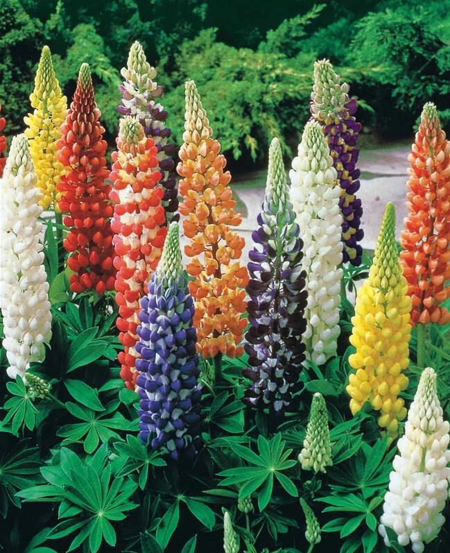 羽扇豆     别名: 鲁冰花 法语: lupin 插花: 线条轮廓 花语: 母爱