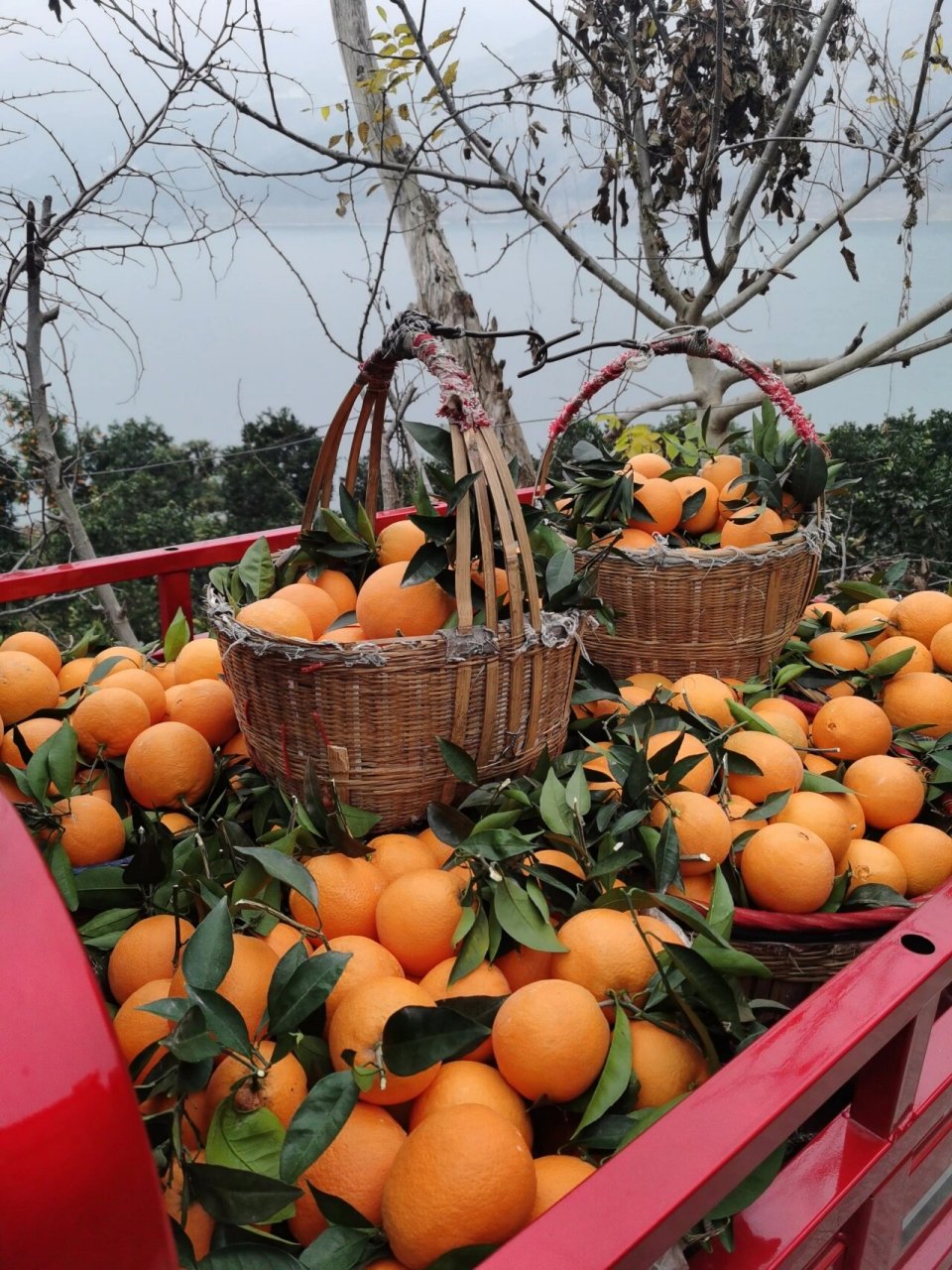 新品种 奉节脐橙之王:91(最好吃的橙子) 自家果园种植的奉节脐橙,现摘