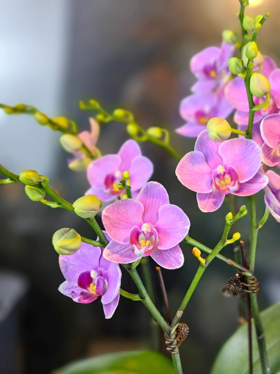 明日之星蝴蝶兰 【明日之星】蝴蝶兰新品8枝花剑.精品.宽度50*高度64.