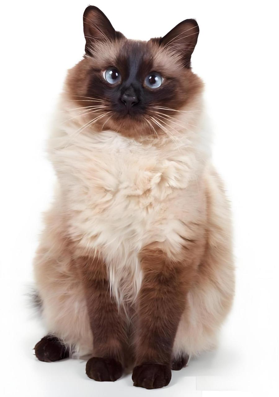 今日主角——巴厘猫 初见惊艳,巴厘猫的独特魅力 02 ·020202