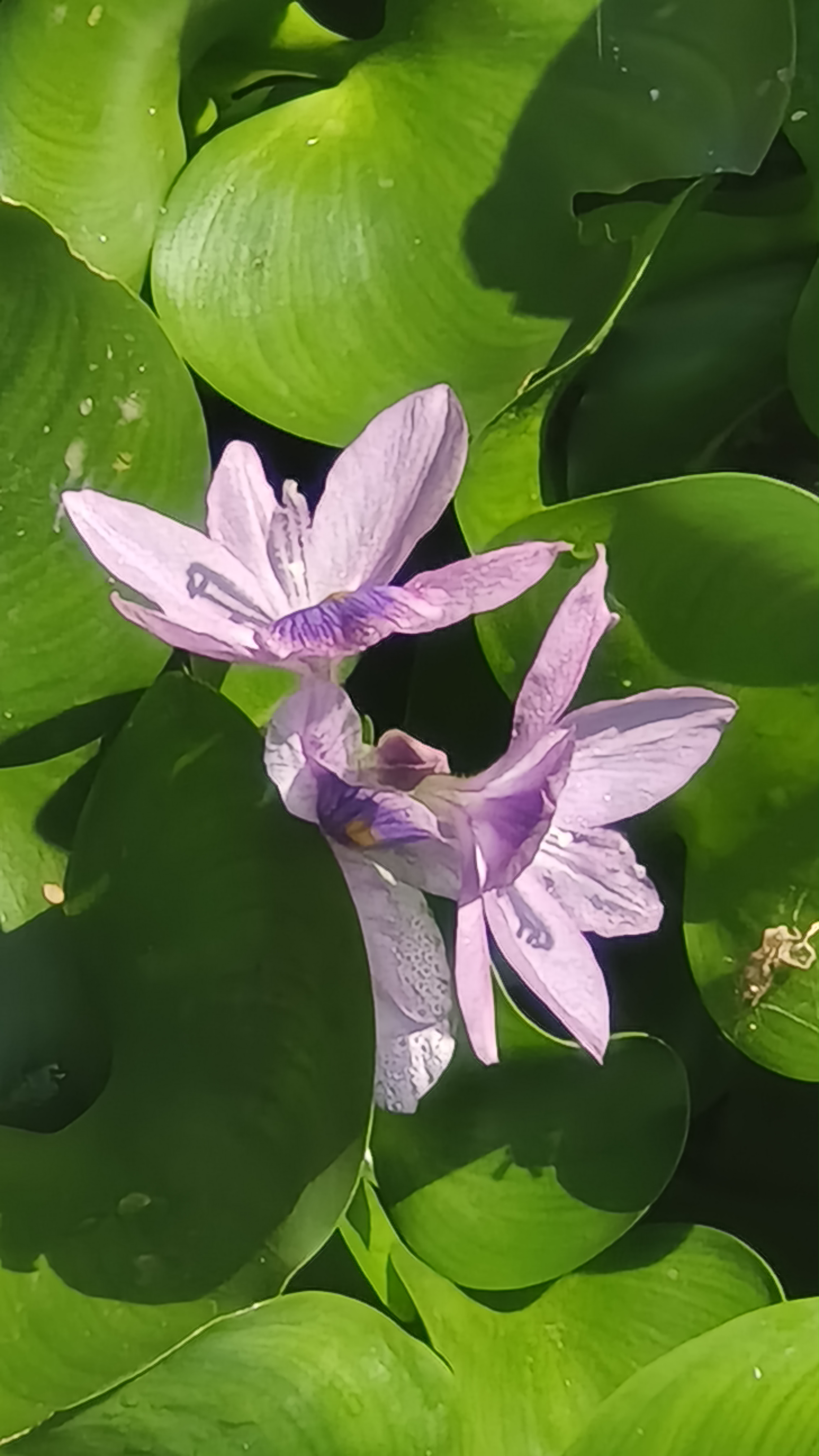 水草花开也秀美