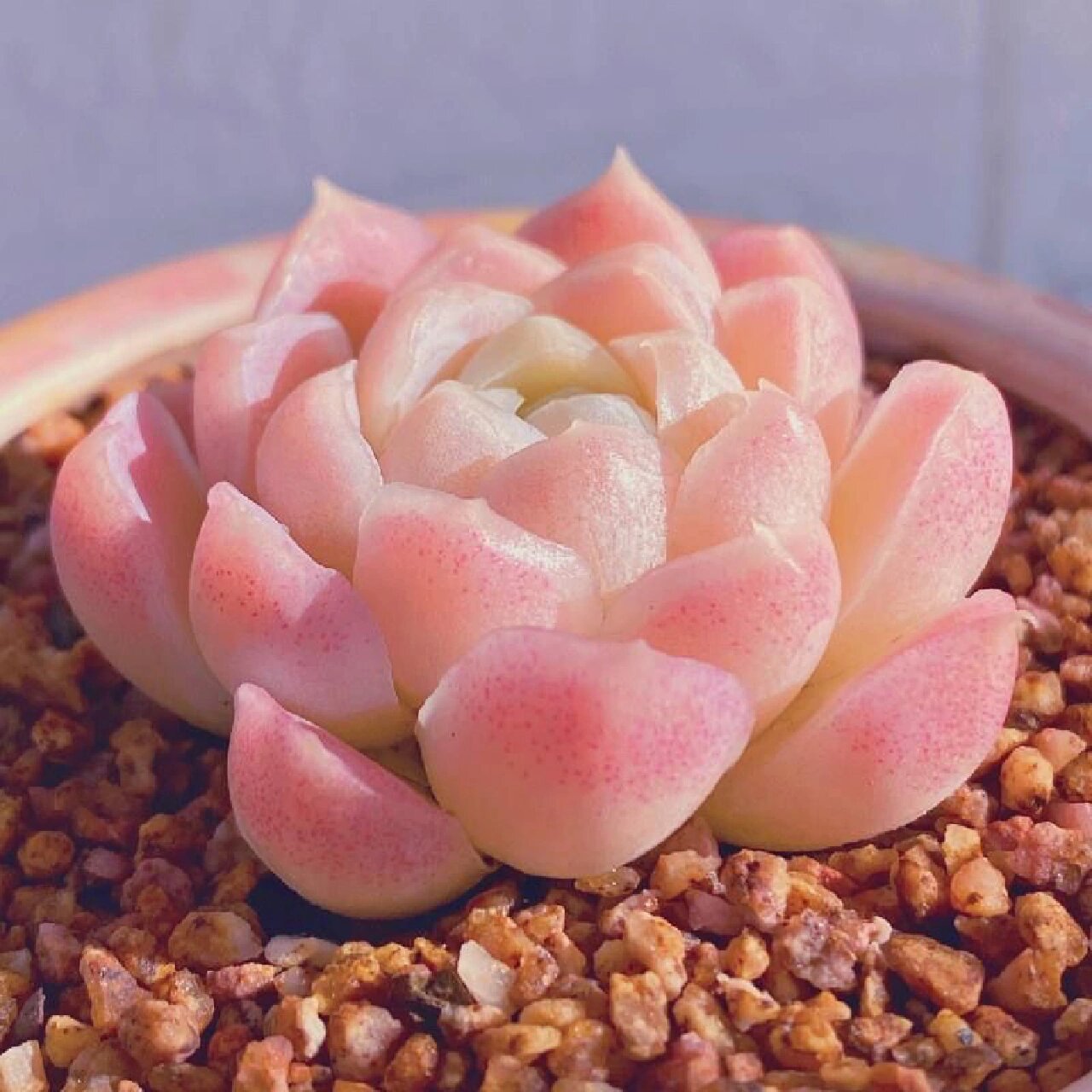 96每天认识一种多肉9411596白月影 95形态特征 白月影,全称