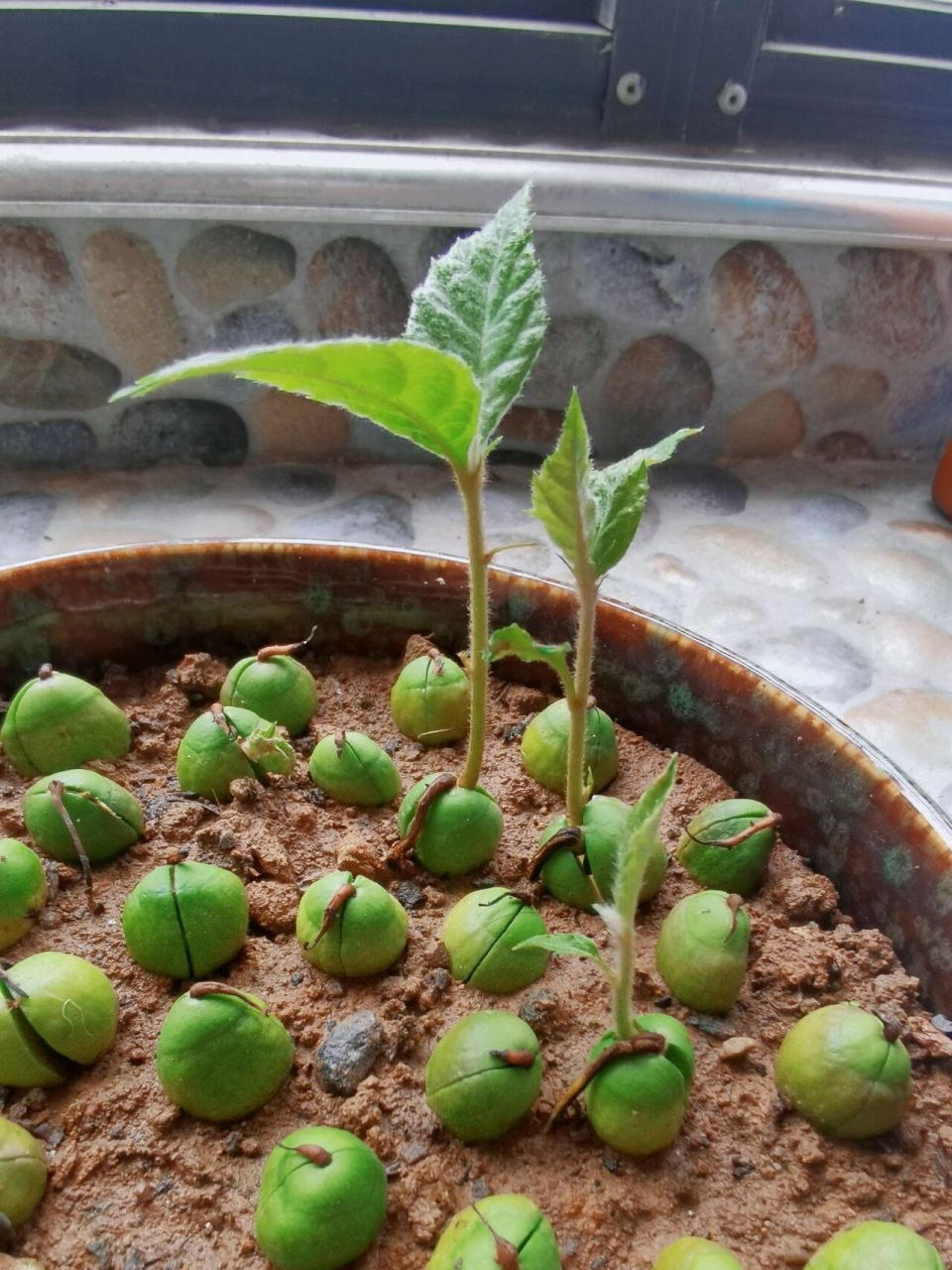 枇杷籽发芽啦97 同一天种下的枇杷籽,快的已经长成小树苗,慢的还才