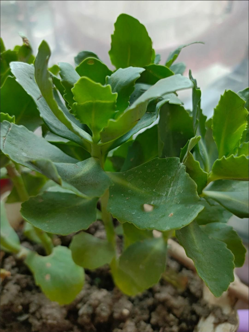 被蚊子咬后消肿止痒的神奇植物——八宝景天 969696炎炎夏日,有