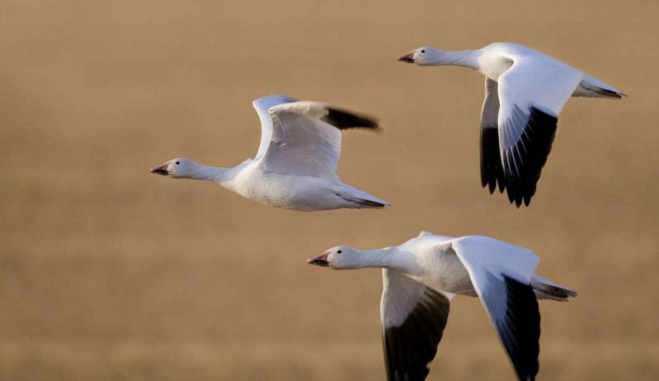 秋天为什么大雁都往南飞? 小朋友们大家好呀!