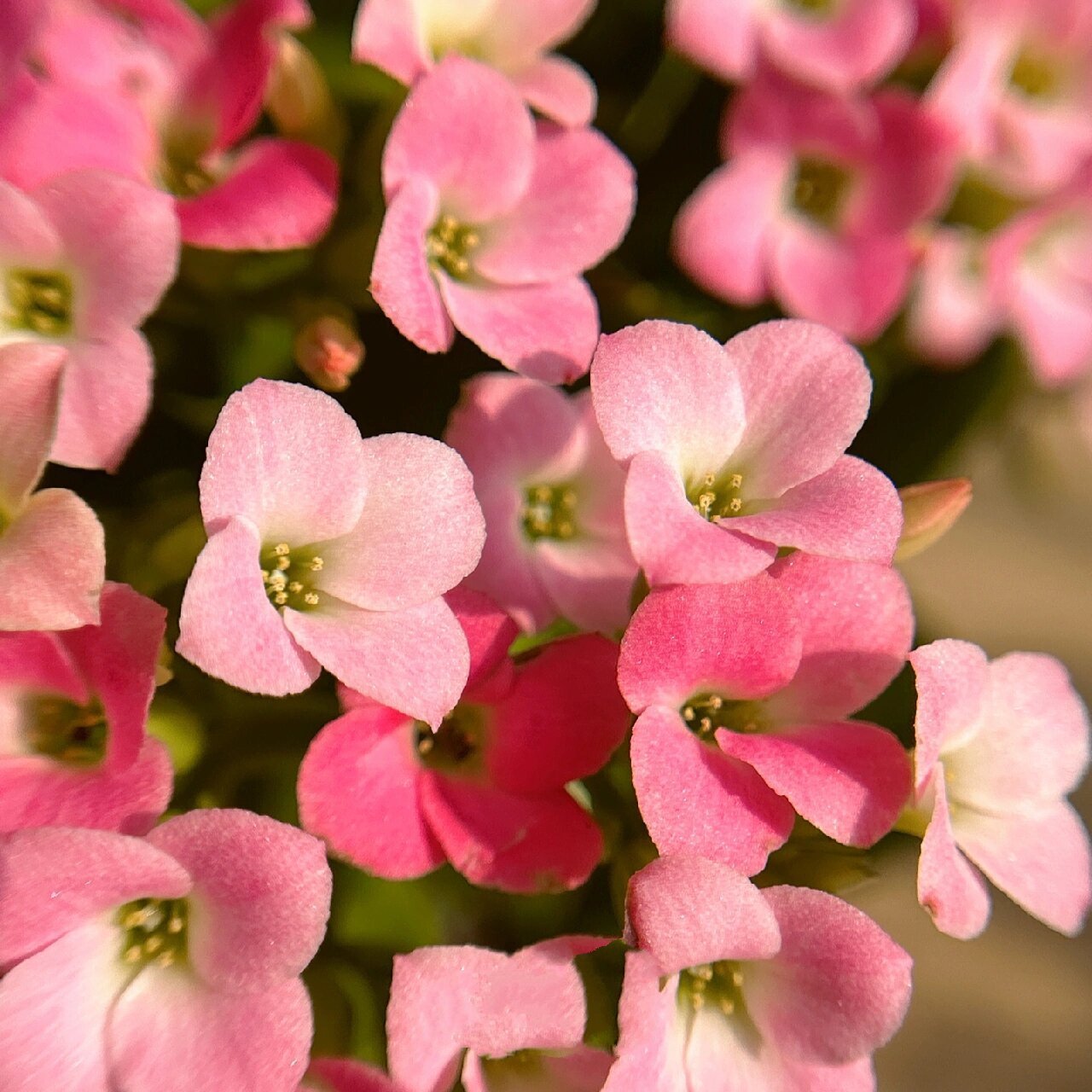 长寿花(30)哈瑞特--单瓣 淡妆浓抹总相宜～入手的第二盆单瓣,看惯了