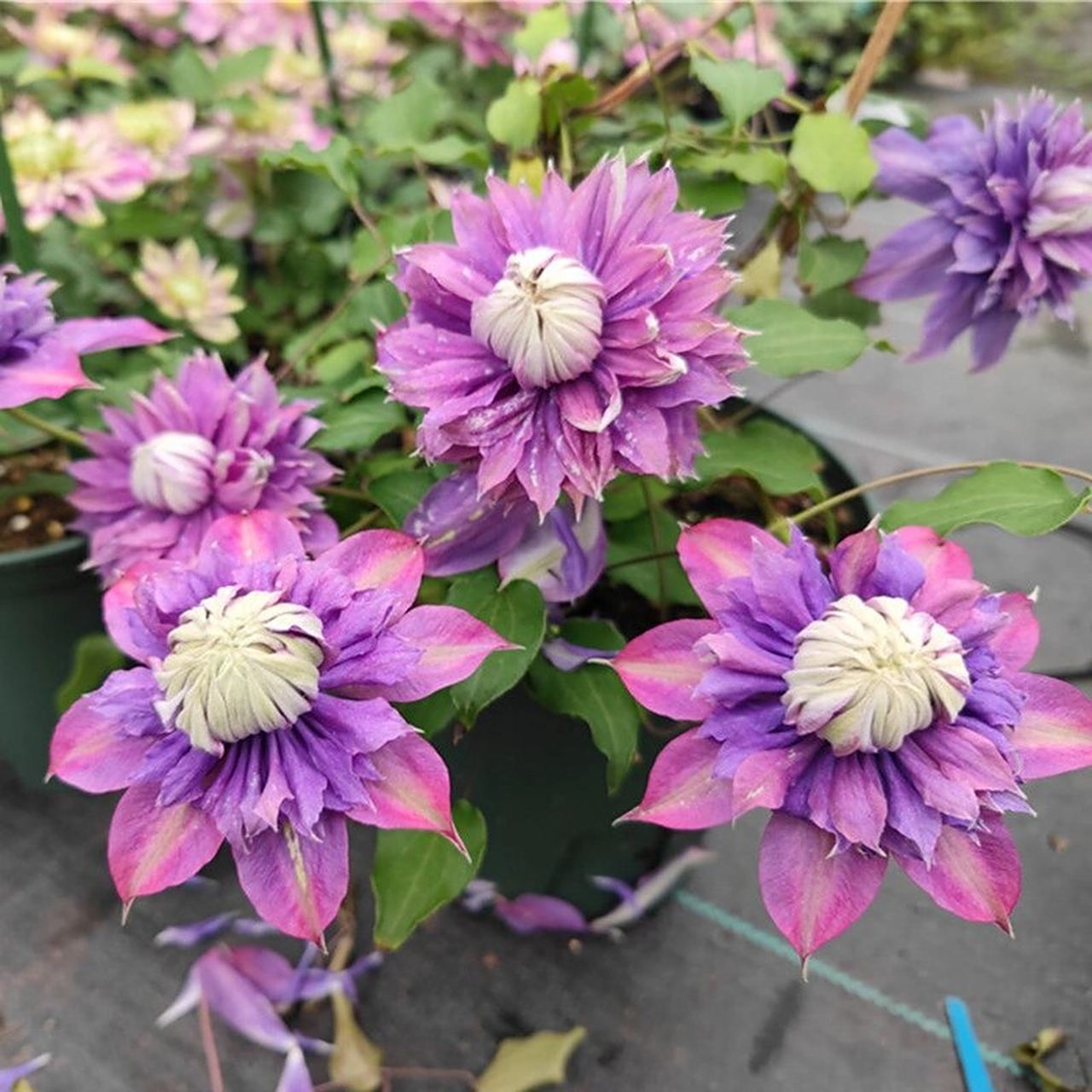 神秘的蓝紫色 7878魔法喷泉铁线莲,美到犯规99 各位花友们,我