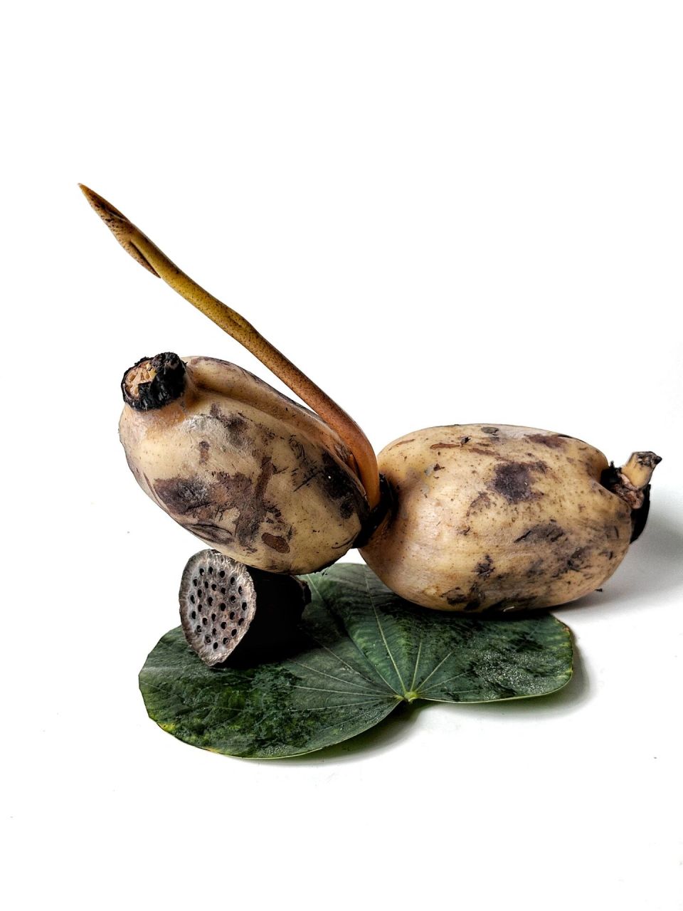 绘画素材1000更&莲藕与莲蓬