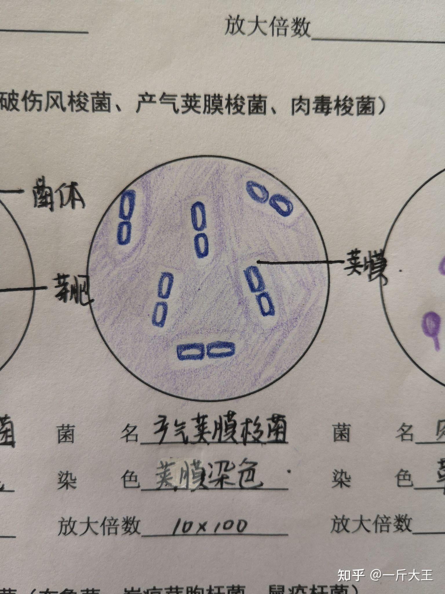 微生物漫画手绘图片