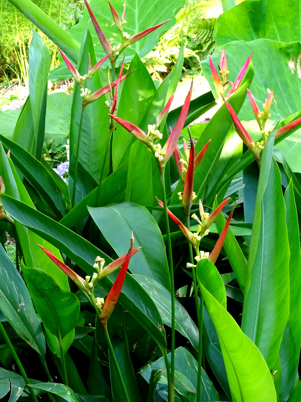 好摄之友#"红鸟蕉",拍摄于钱江世纪城亚运花卉主题园.