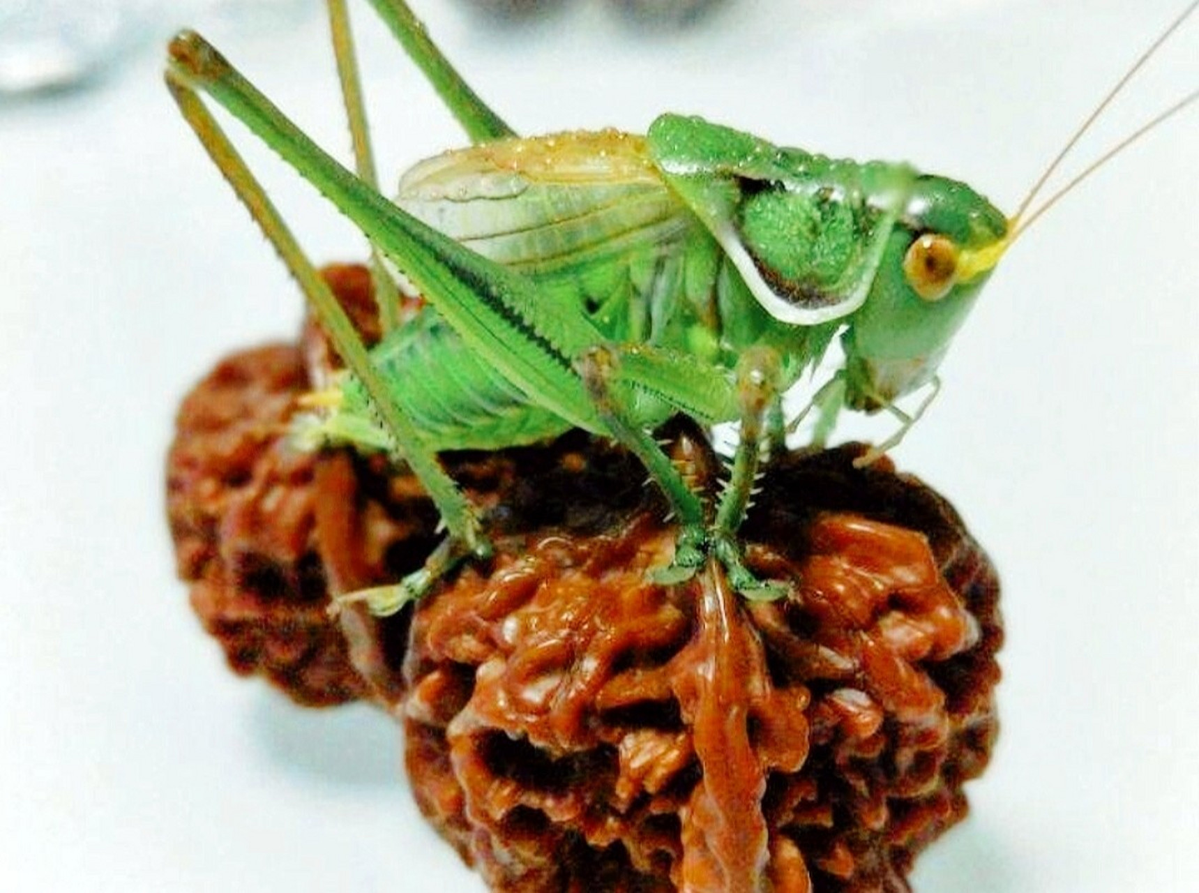 古人的人工助鸣绝招儿——给蝈蝈儿"点药" 走进老官园赏玩城4667