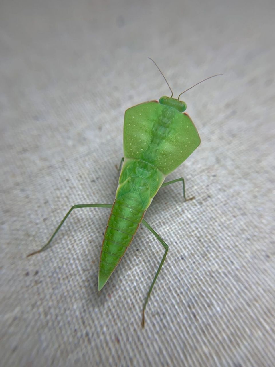 次末龄的亚叶螳～ 躺手上还挺可爱[害羞]就是有点像小鲤鱼历险记里的