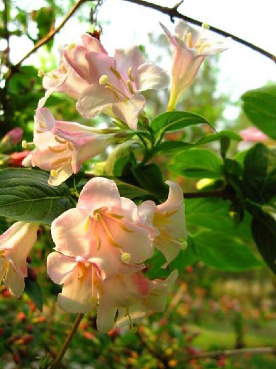 东北的神仙植物-四季锦带 四季锦带 又名:海鲜花,五色锦带 花期:4-5月