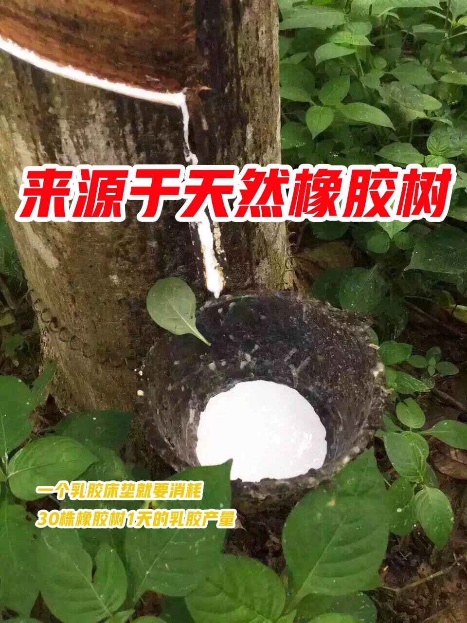 乳胶和海绵到底哪个好?今天我来告诉你!