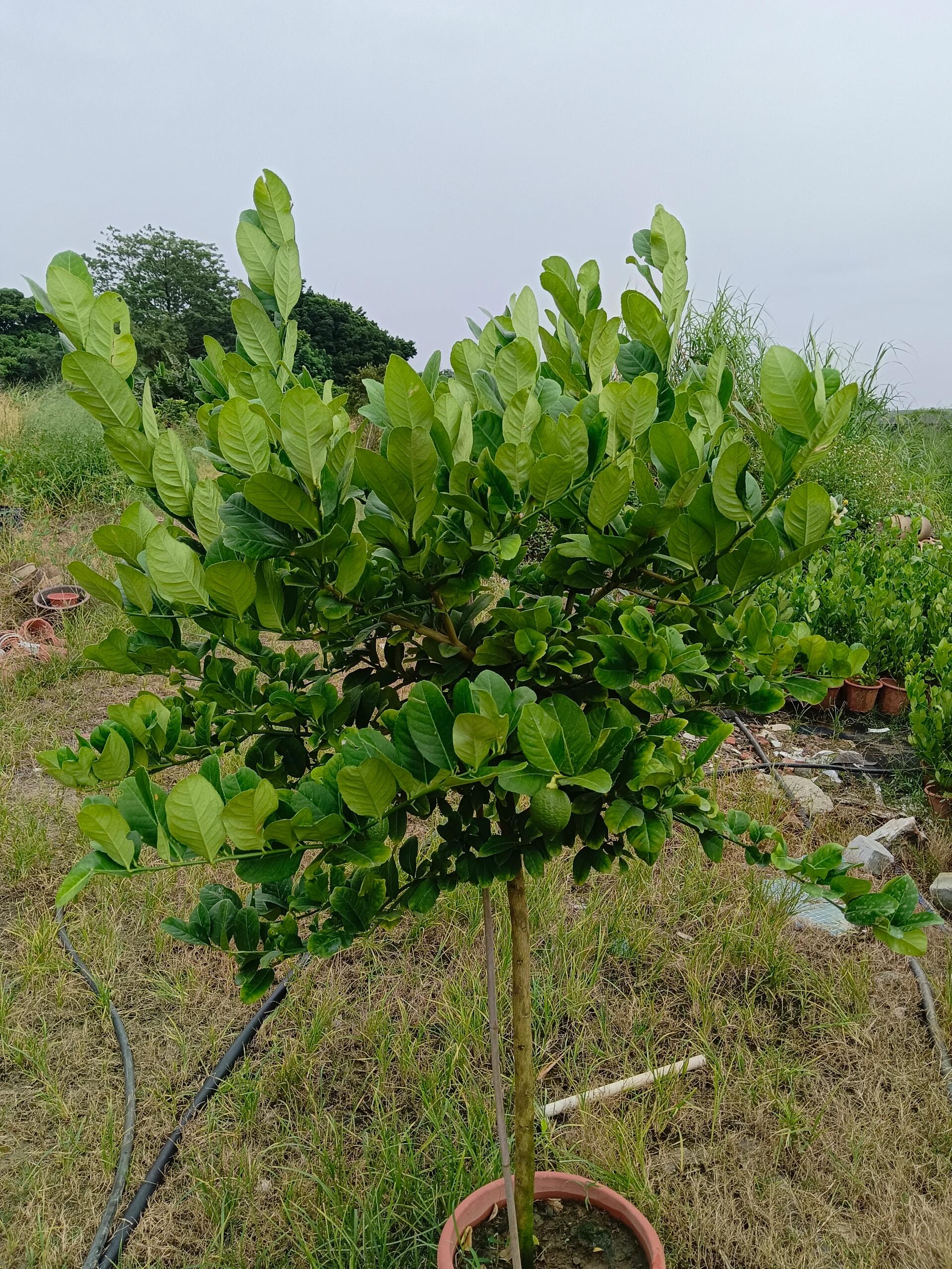 香水柠檬,柑橘红蜘蛛的虫害防治