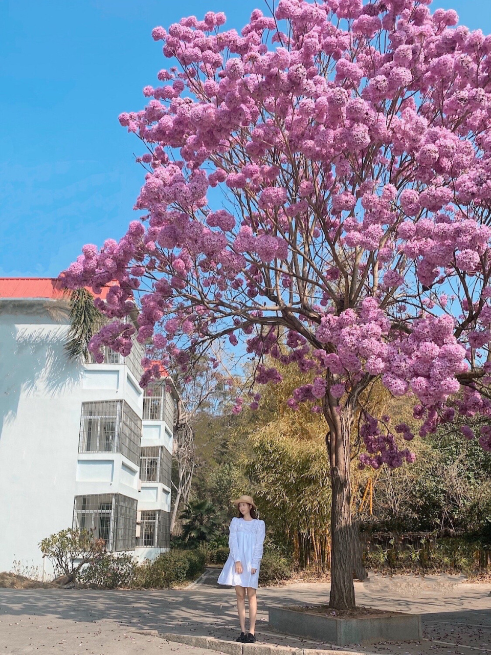 厦门94冬天的粉风铃木 95粉风铃木又叫掌叶黄钟木,和普通的黄钟木