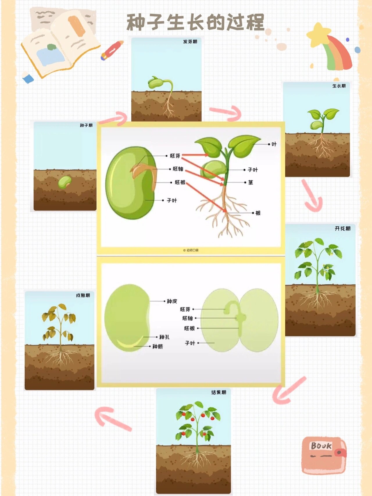 种子成长记录手册图片