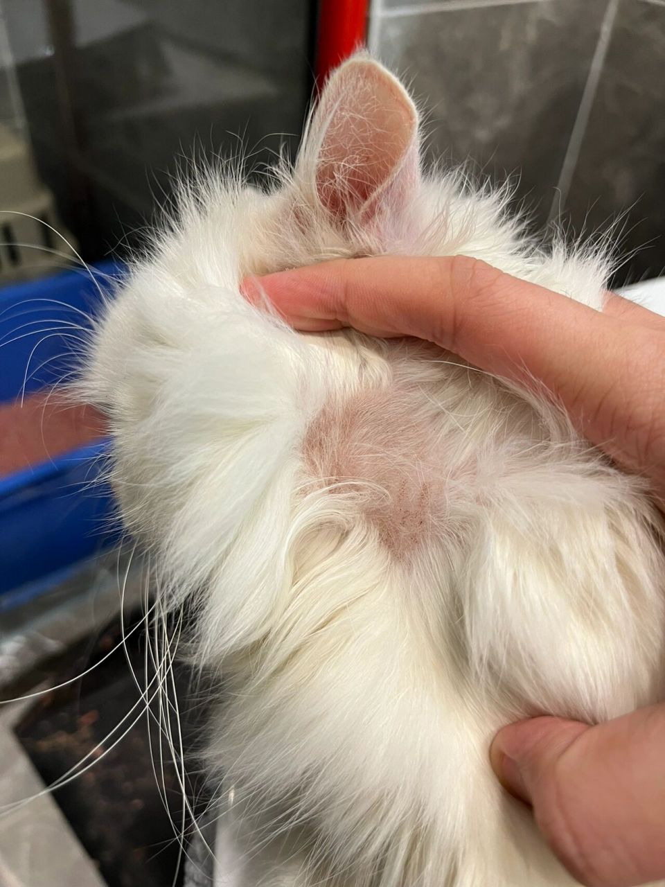 猫咪猫癣第3天 效果对比图! 今天是第三天的凌晨.