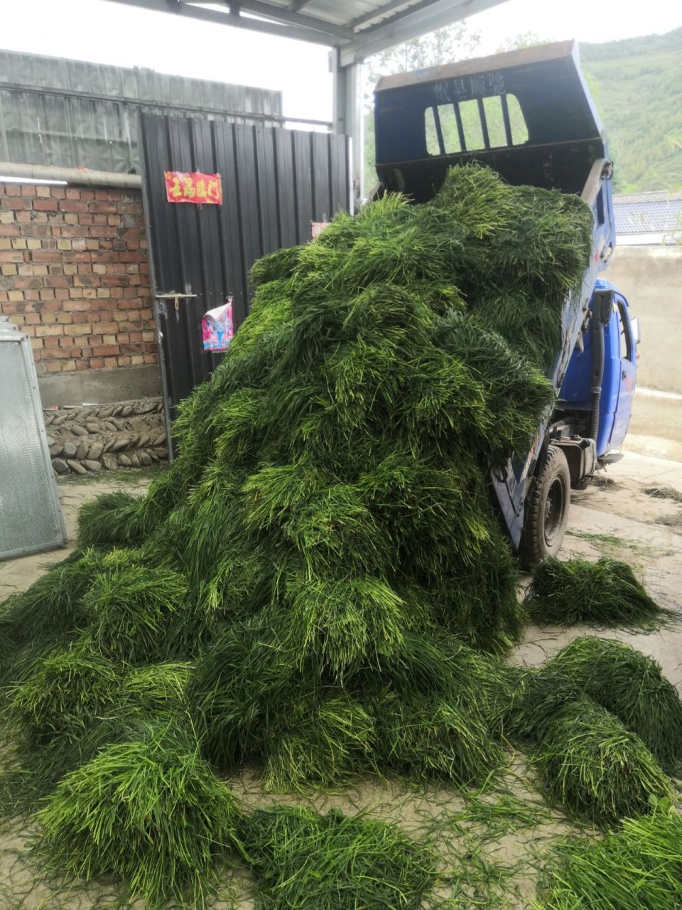 甘肃岷县提摩西草种植场 岷县提摩西草种植场,已经有10多的种植历史了
