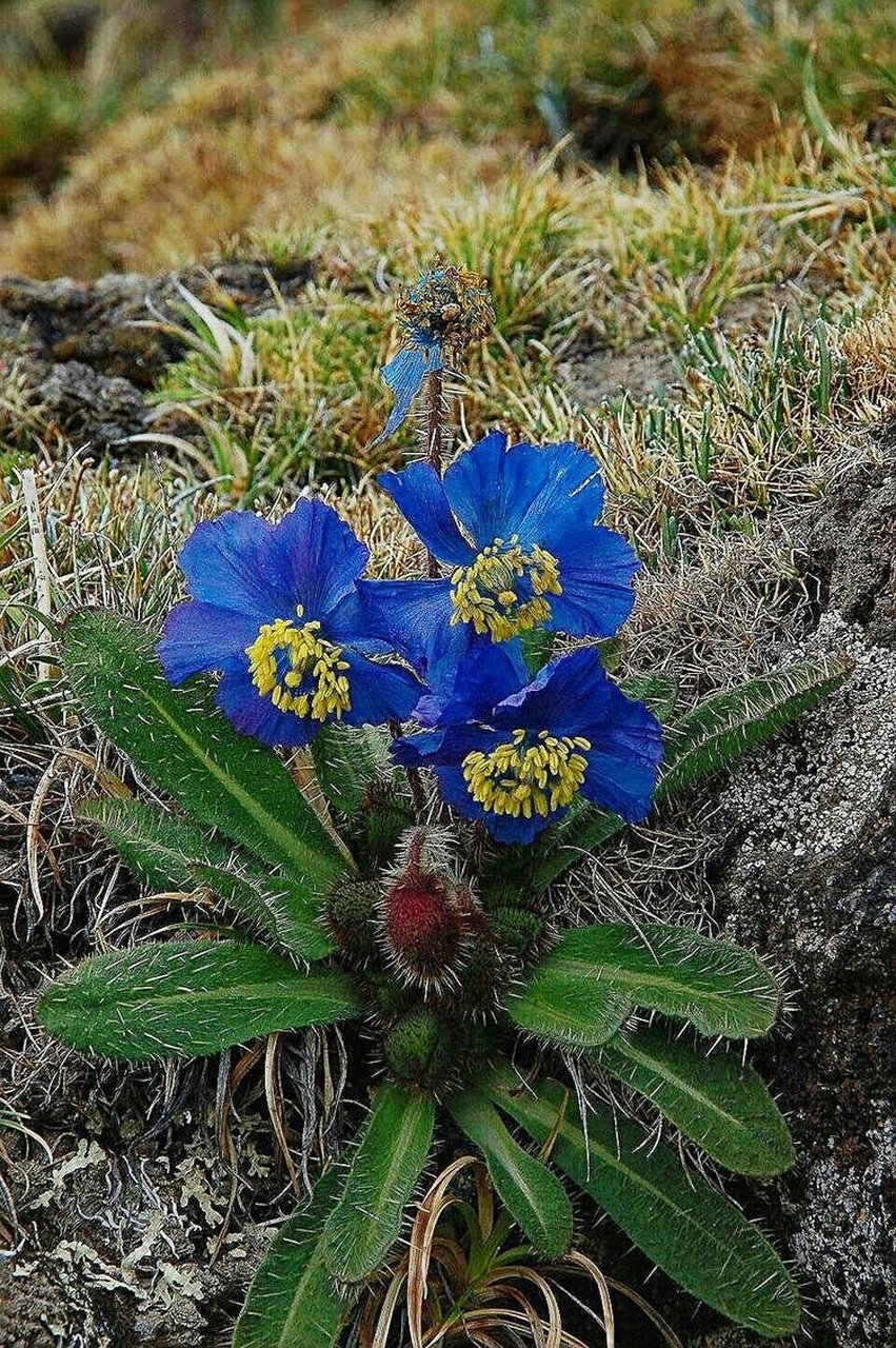 蓝花绿绒蒿:浪漫寓意之花 蓝花绿绒蒿,又名翠雀花,是一种高山植物