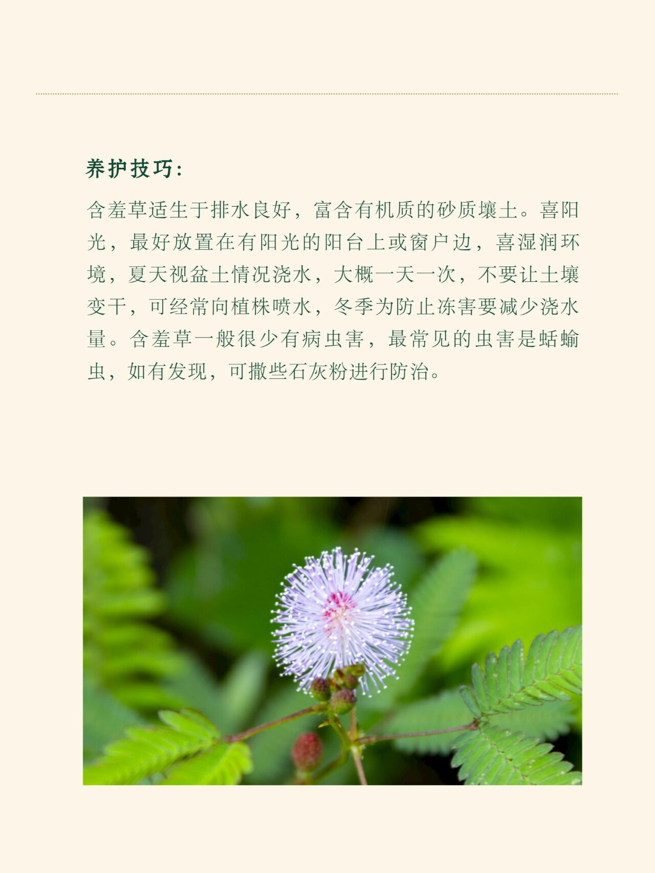 花语花事32-含羞草