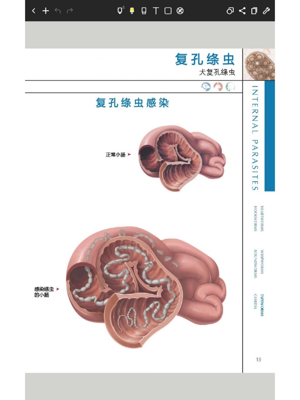 体外寄生虫(鞭虫,蛔虫,绦虫,鞭毛虫) 78鞭虫 感染途径:被感染的犬