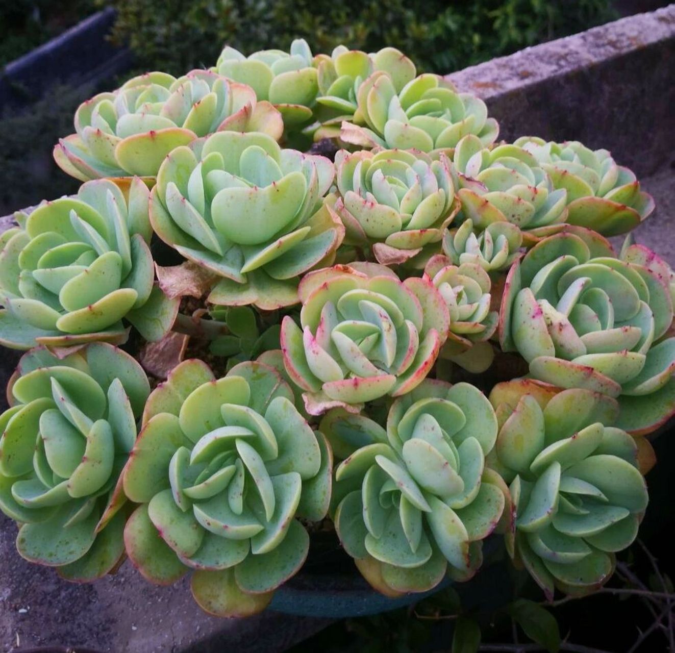 鸡蛋玉莲,鸡蛋碧桃,奶油碧桃和桃花石,景天科拟石莲花属多肉植物