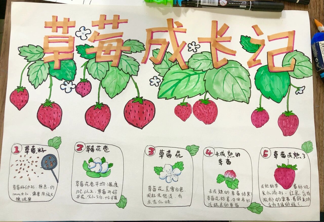 自然笔记手抄报—-草莓生长过程