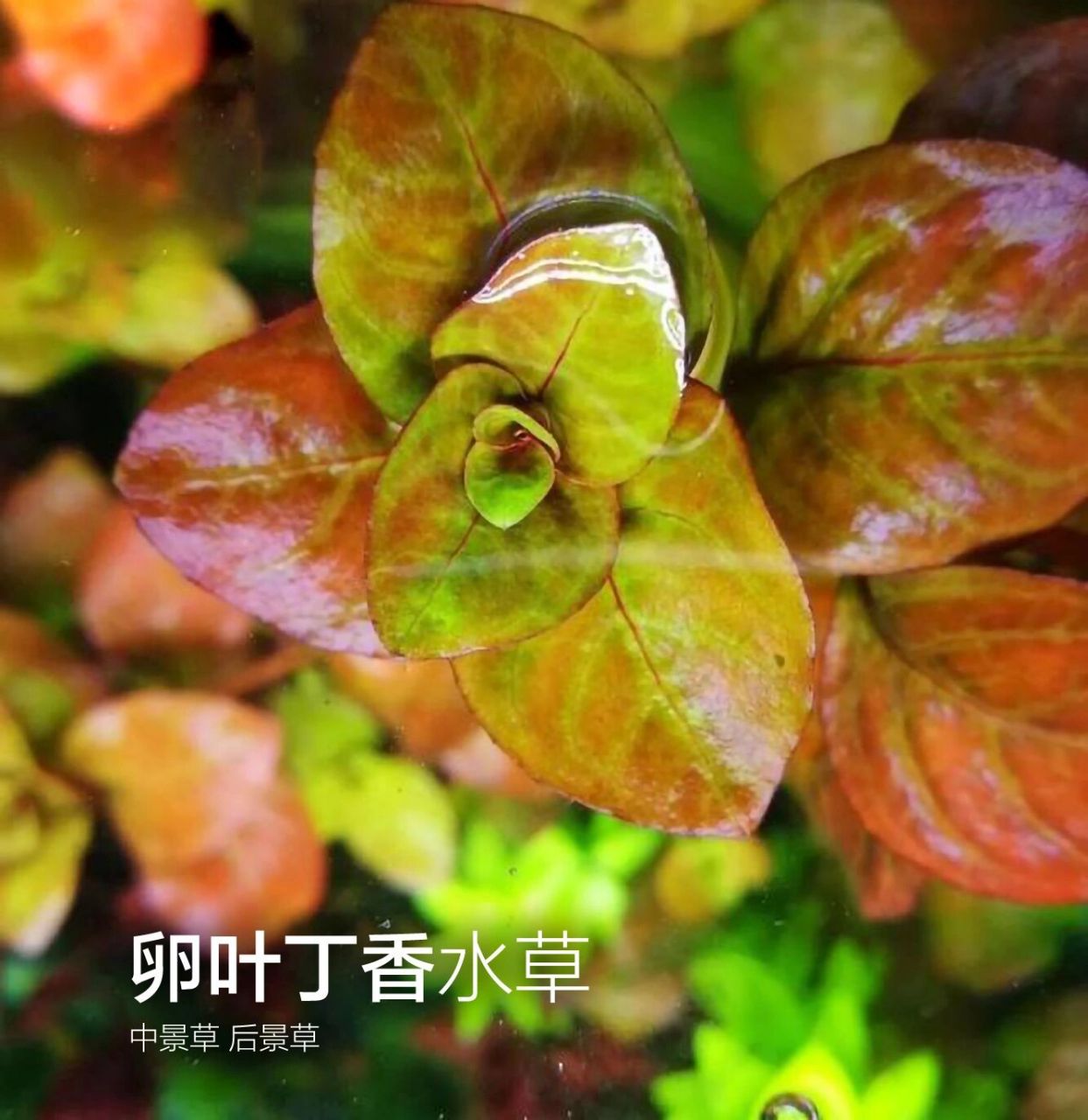 每天认识一种水草 卵叶丁香 卵叶丁香,也叫玫瑰丁香.