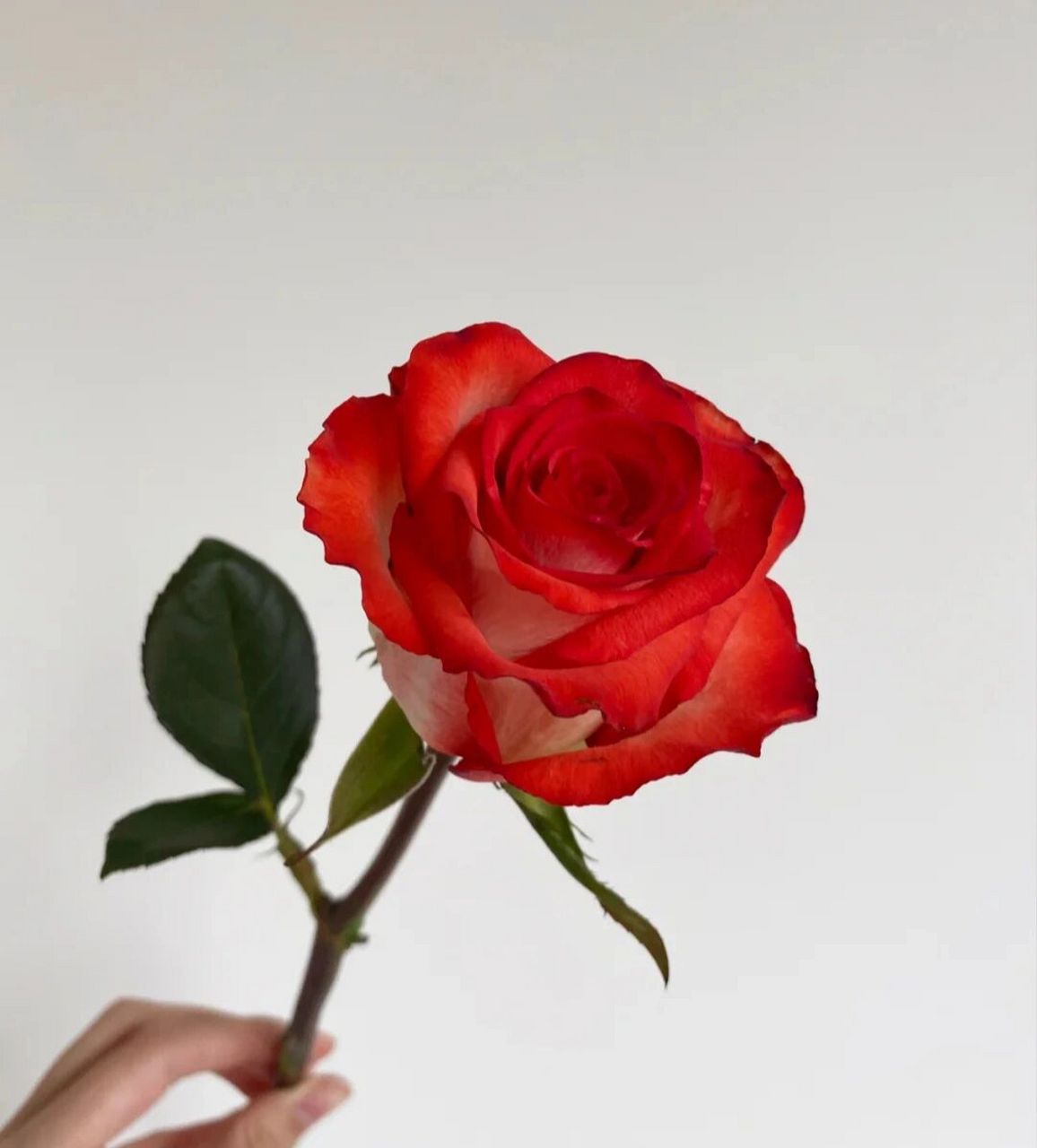 胭脂扣玫瑰‖兰若花铺 鲜花·玫瑰·胭脂扣 一醒花:深水醒花8小时以上