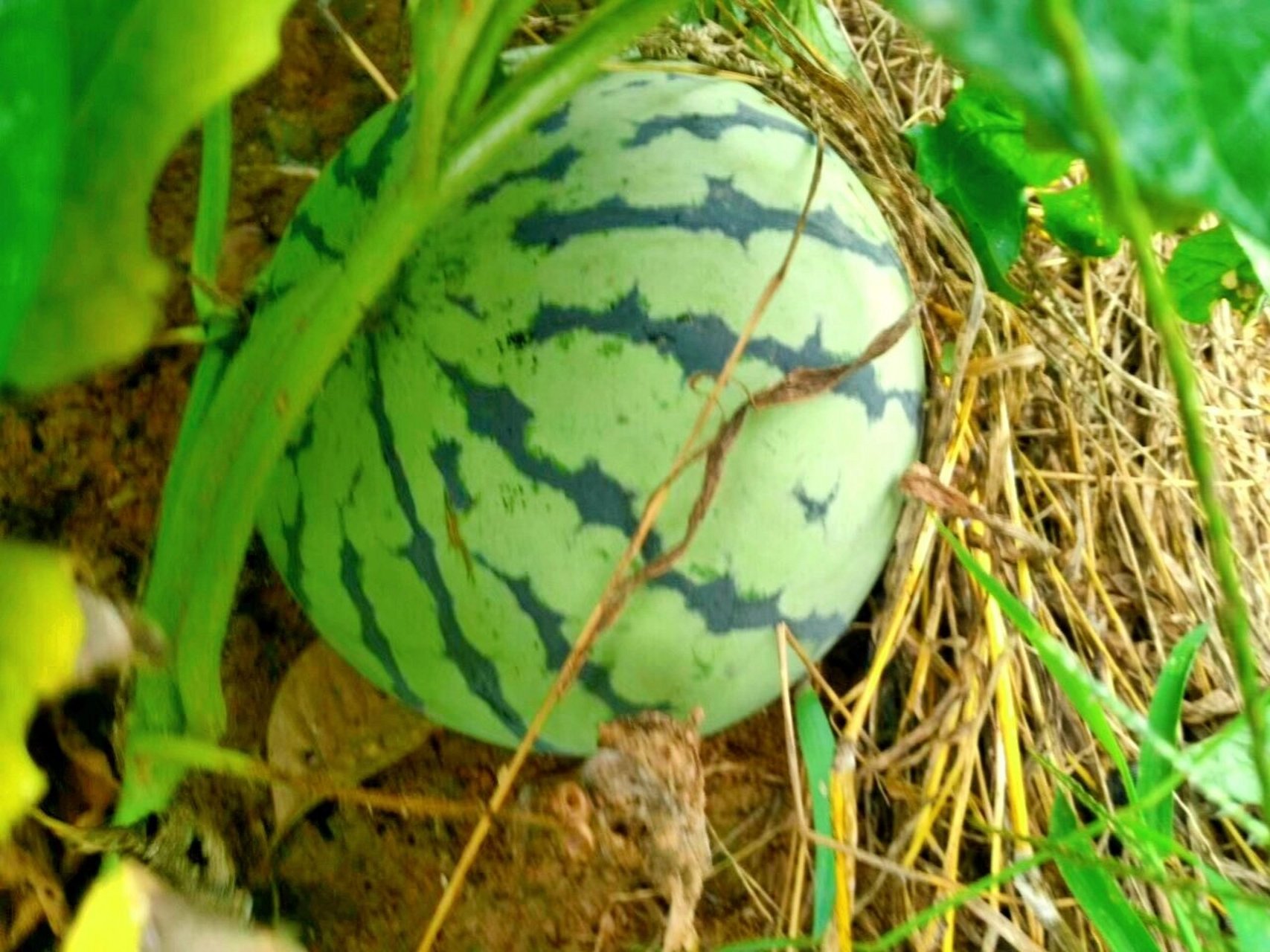 喀西茄(有毒小西瓜)——西瓜 野外眼见,开始以为是小西瓜,科普!