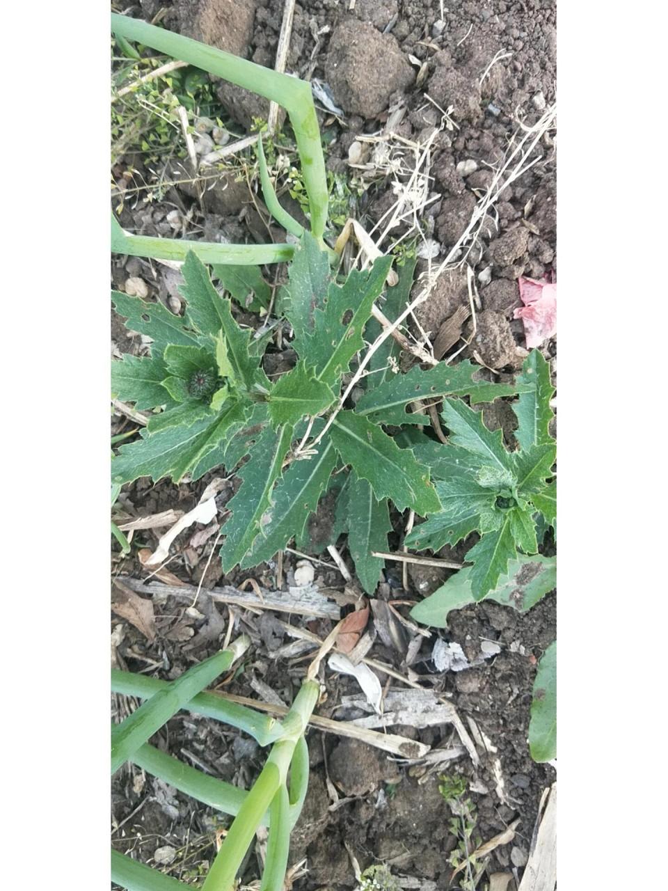一种治高血压的野菜 我们这里叫:七七菜,官方名字我也不知道 	 它可以