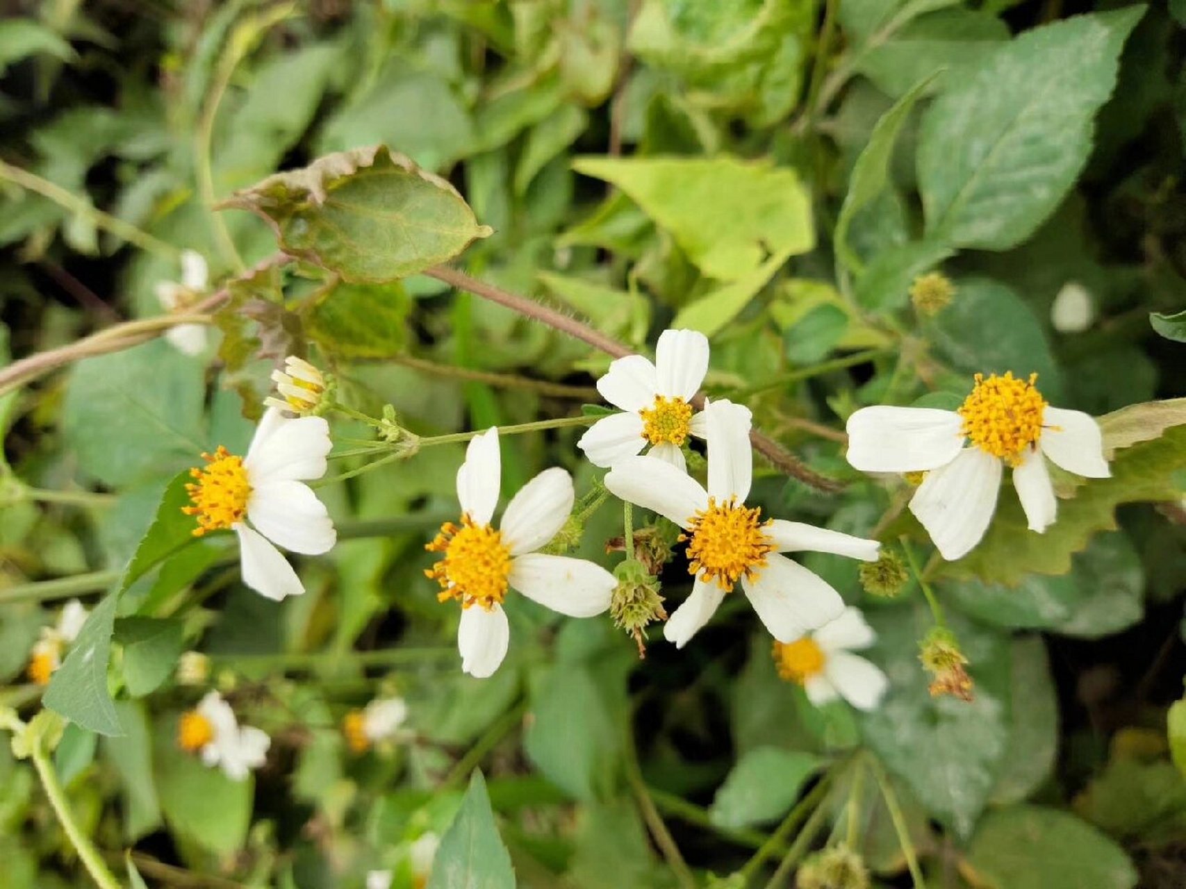 小白花草药图片