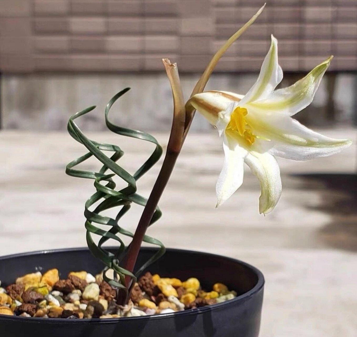 神奇植物之cyrtanthus helictus 石蒜科垂筒花属,生长于东开普省稀疏