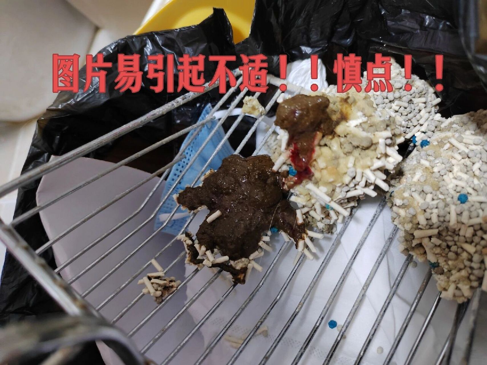 怀孕猫咪软便带血怎么办? 图片引起不适!慎点!慎点! 孕中期,40天左右!