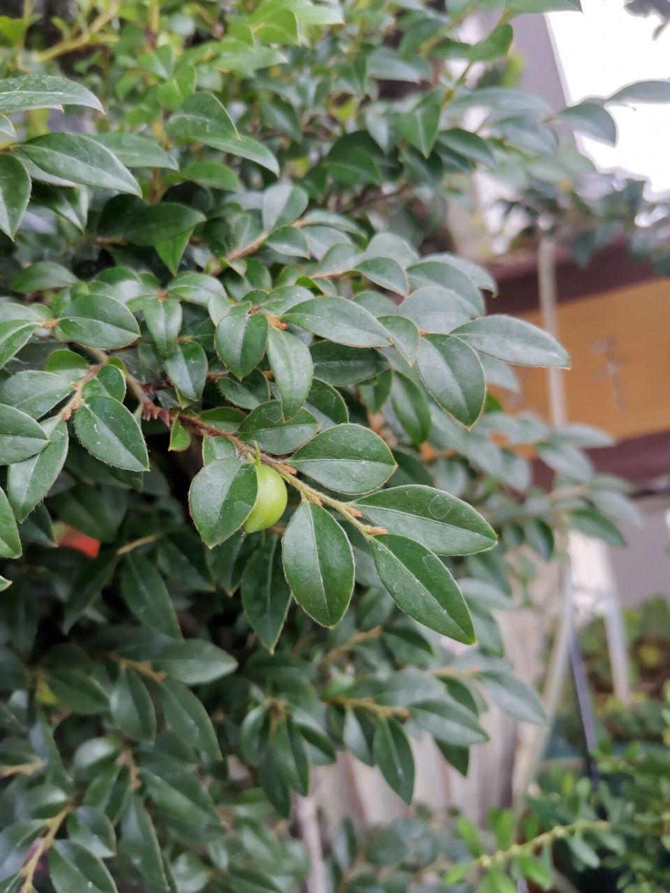 我的小叶紫檀结果了