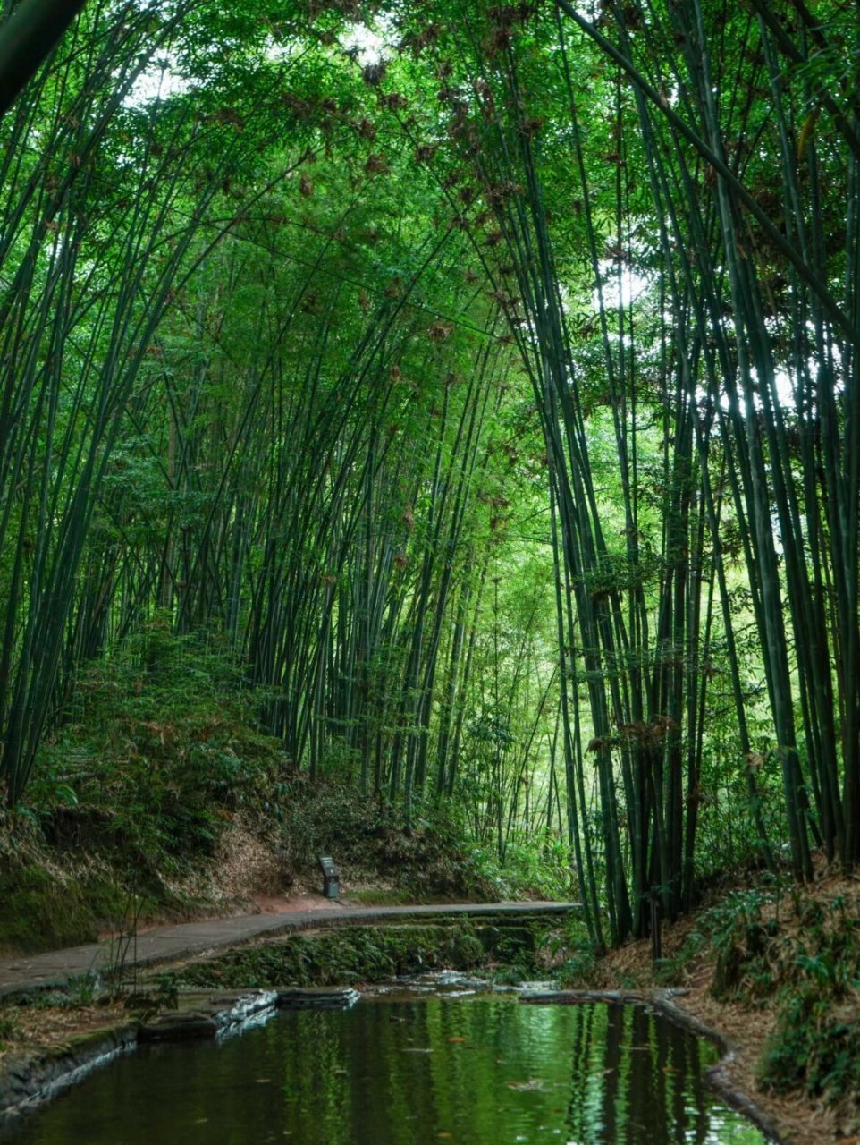 蜀南竹海旅游攻略 漫步在被竹林包围的小路上,呼吸着新鲜空气,很安逸