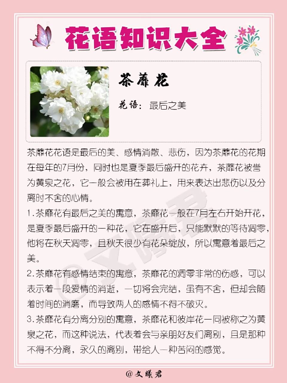 154‖茶蘼花花语 茶靡花 花语:最后之美 茶蘼花花语是最后的美,感情
