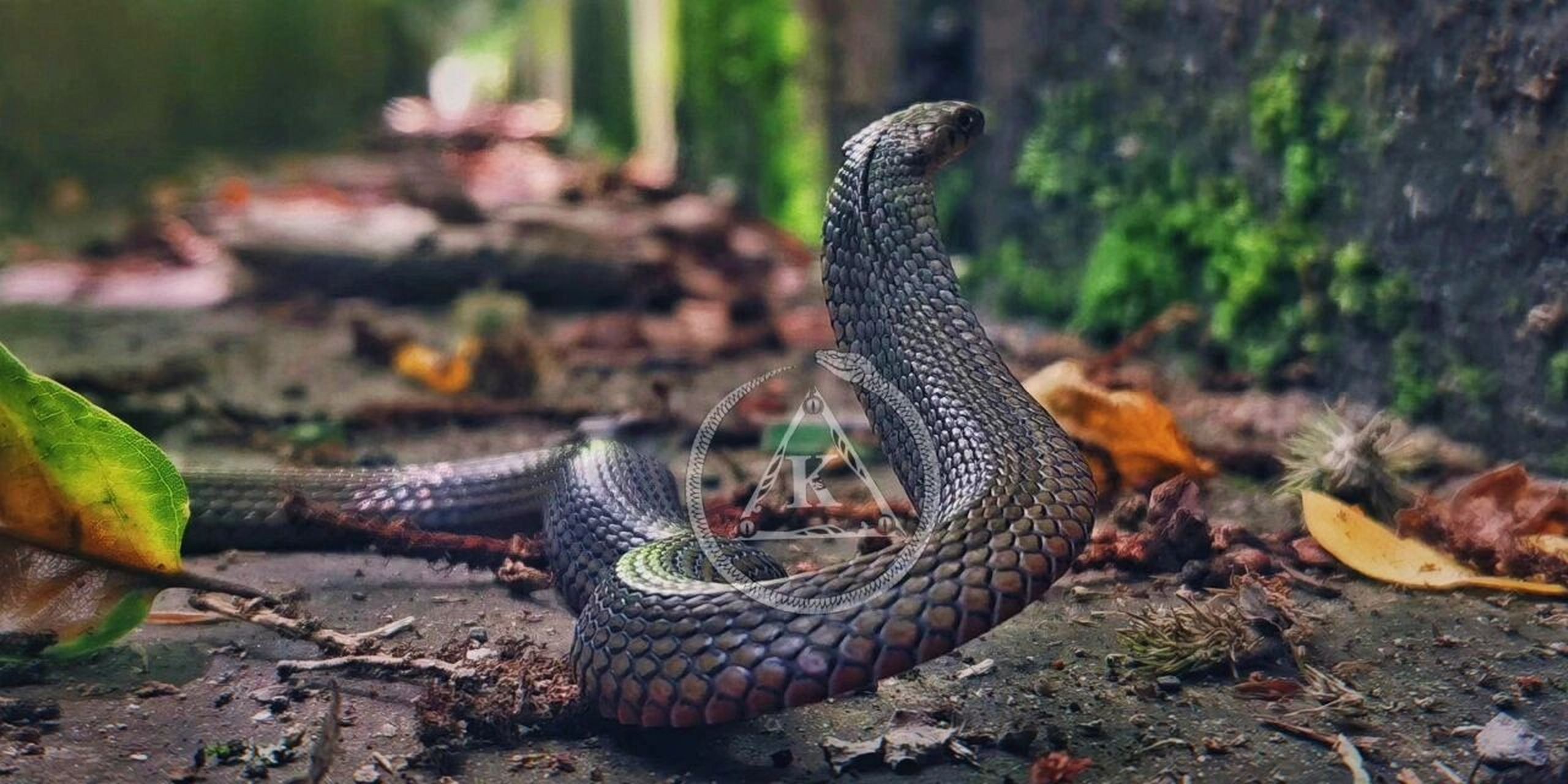 湖北颈槽蛇【一根】 学名:湖北颈槽蛇 颈槽蛇颈部有一条明显的沟槽